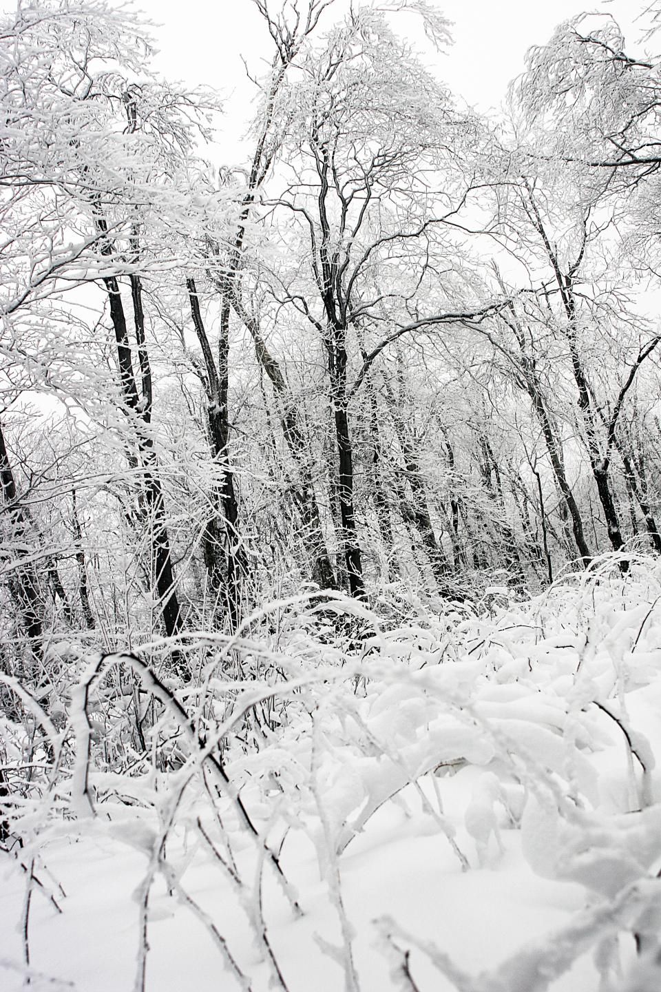 The property in winter, under snow